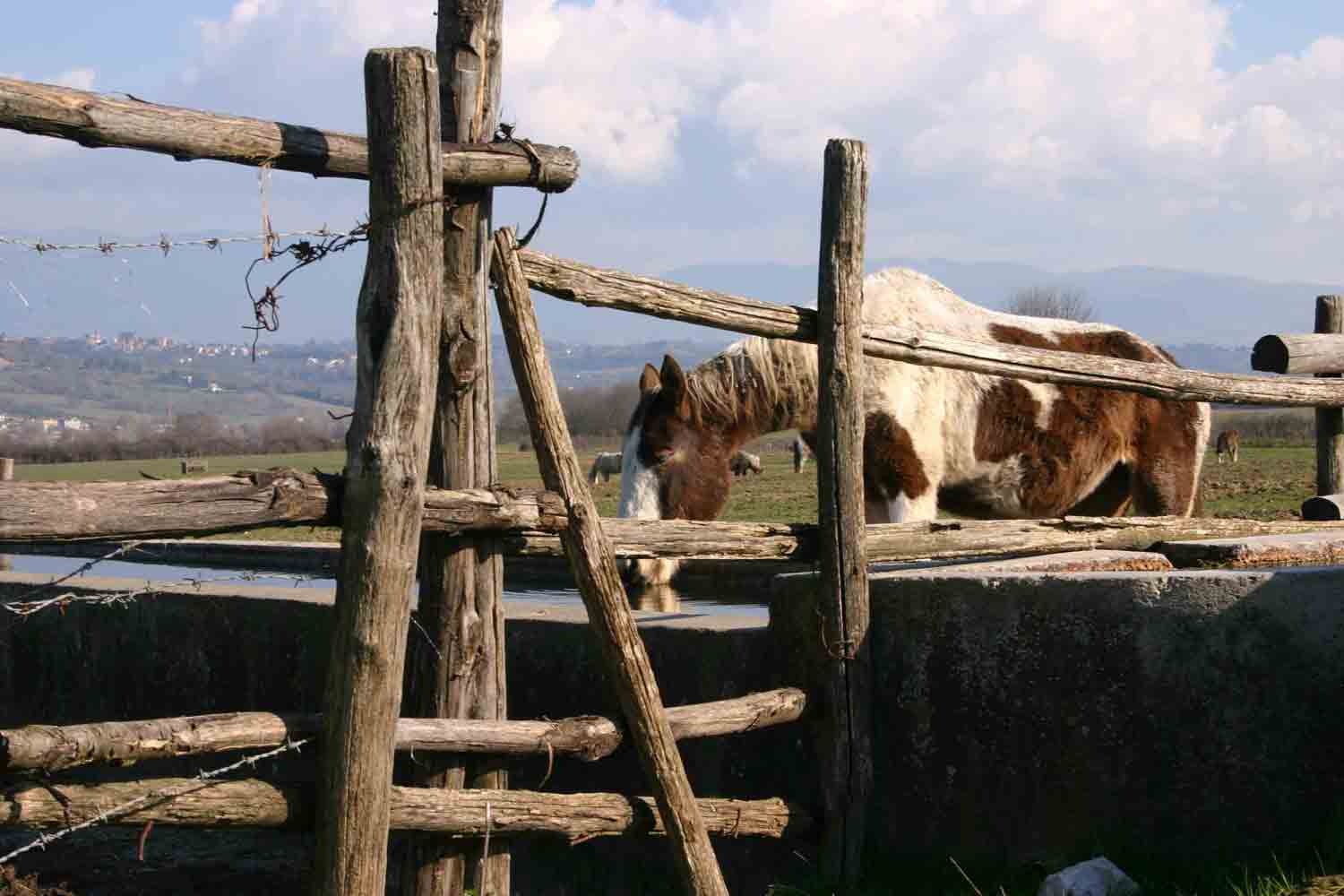 Fontanili del Lazio